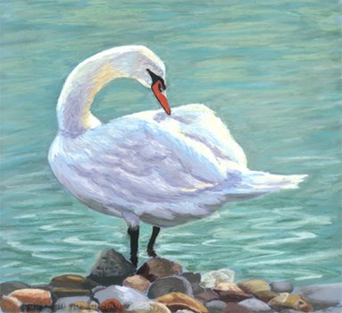 Preening Swan
