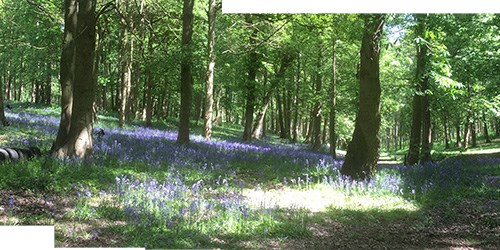 Painting Bluebell Woods Reference