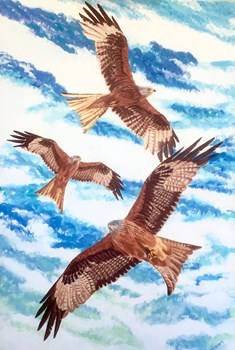 Red Kites